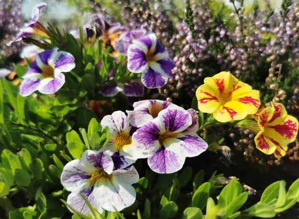 Apropiere Petuniile Violete Galbene Care Cresc Grădină — Fotografie, imagine de stoc