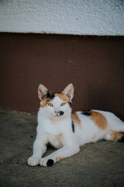 Primer Plano Gato Colorido Adorable Mullido Que Pone Suelo Hormigón — Foto de Stock