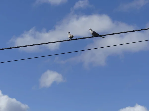 Taube Sitzt Auf Einer Hochspannungsleitung Mit Blauem Himmel Hintergrund — Stockfoto