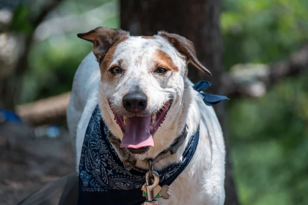Portrét Veselého Psa Jacka Russella Teriéra Modrým Šátkem Jako Obojek — Stock fotografie