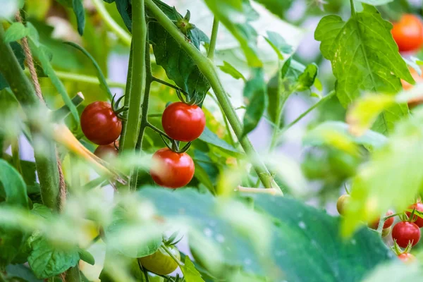 Primer Plano Los Tomates Maduros Arbusto —  Fotos de Stock