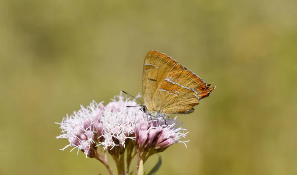 Closeup Shot Rare Brown Hairstreak Butterfly Pink Flowers Green Background — Stock Photo, Image