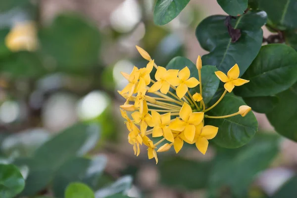 Close Ramo Flores Amarelas Ixora Jardim — Fotografia de Stock