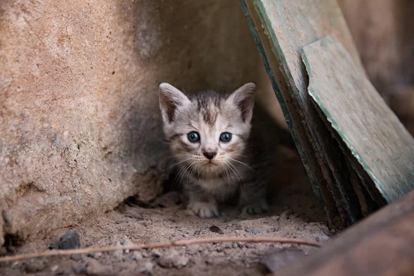 Dışarıdaki Sevimli Bir Kedi Yavrusunun Portresi — Stok fotoğraf