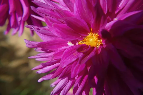 Eine Nahaufnahme Einer Leuchtend Rosa Blume — Stockfoto