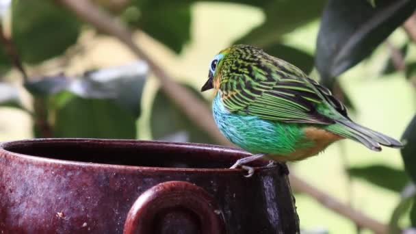 Nahaufnahme Eines Schönen Vogels Garten — Stockvideo