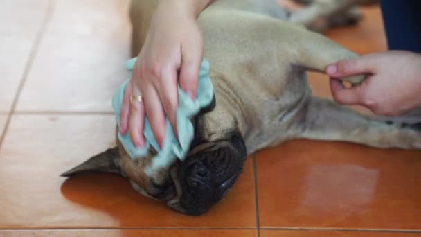 Toilettage Des Chiens Dans Salle Bain — Video