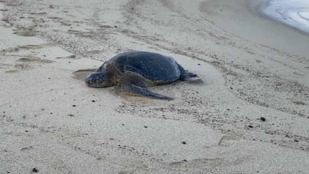 Schildpad Het Strand — Stockvideo