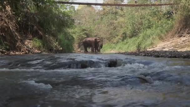 Una Splendida Vista Sul Fiume Elefanti Nella Foresta — Video Stock