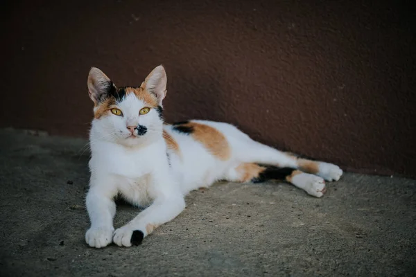 Close Gato Colorido Adorável Fofo Que Coloca Chão Concreto — Fotografia de Stock