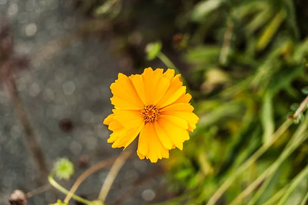 Bahçedeki Kozmos Çiçeklerinin Güzel Manzarası — Stok fotoğraf