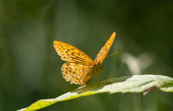 Borboleta Issoria Lathonia Uma Folha Contra Fundo Prado Embaçado — Fotografia de Stock