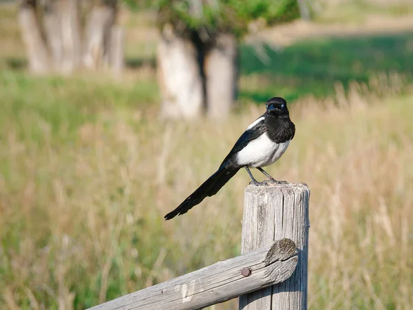 Magpie Yakın Çekimi — Stok fotoğraf