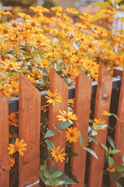 美丽的小黄花生长在木制栅栏旁 — 图库照片