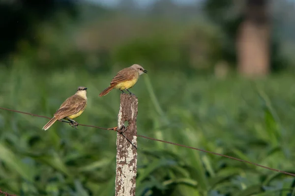 Uma Visão Dois Tiranos Gado Empoleirados Fio Natureza — Fotografia de Stock