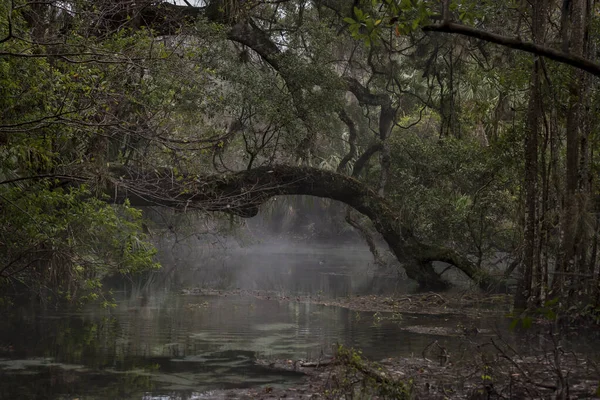 Arbre Tombé Couvert Mousse Ruisseau Coulant Dans Forêt — Photo