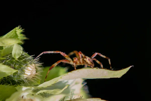 Макро Снимок Паука Araneus Diadematus Скрывающегося Растении — стоковое фото
