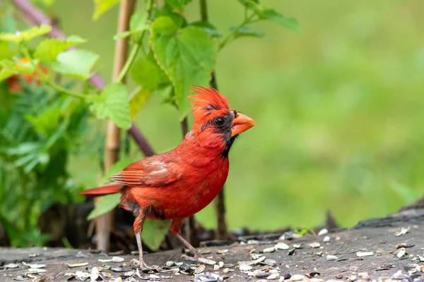 Kuzeyli Bir Kardinal Kuşun Yere Tünediği Seçici Bir Odak Noktası — Stok fotoğraf