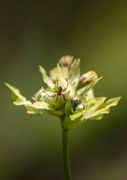 Macroscatto Ragno Araneus Diadematus Agguato Una Pianta — Foto Stock