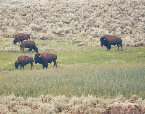 Group Bisons Grazing Field — Stock Photo, Image