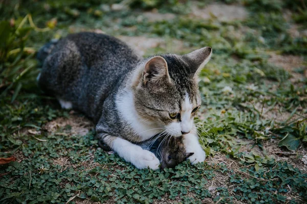 Eine Nahaufnahme Einer Gestreiften Streunenden Katze Die Auf Dem Rasenboden — Stockfoto