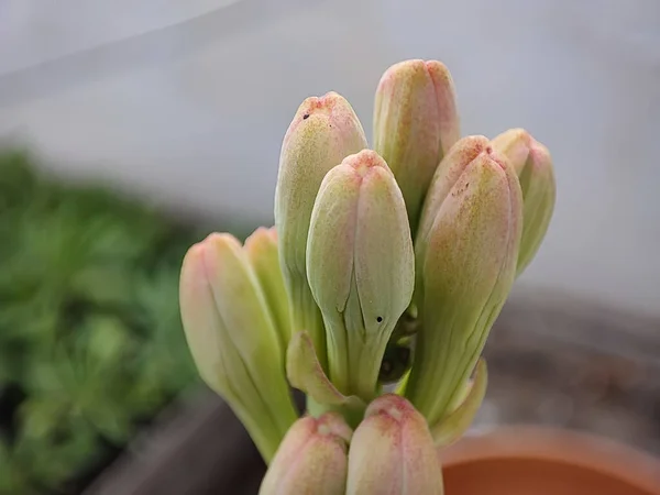 Közelkép Tuberose Polianthes Tuberosa Virágbimbókról — Stock Fotó