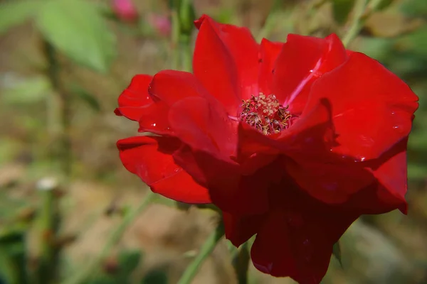 Uma Rosa Vermelha Bonita Floresceu Jardim — Fotografia de Stock