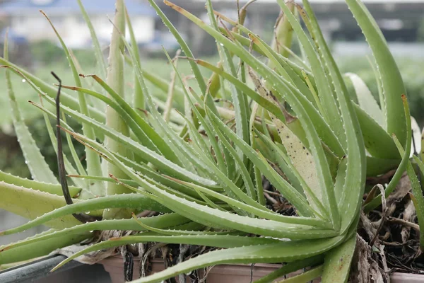 Nahaufnahme Einer Aloe Vera Pflanze Der Nähe Des Fensters — Stockfoto