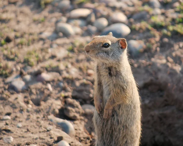 Tiro Perto Uma Marmota Natureza — Fotografia de Stock