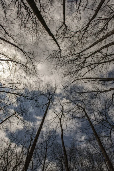 Eine Flache Aufnahme Hoher Bäume Unter Einem Bewölkten Himmel — Stockfoto