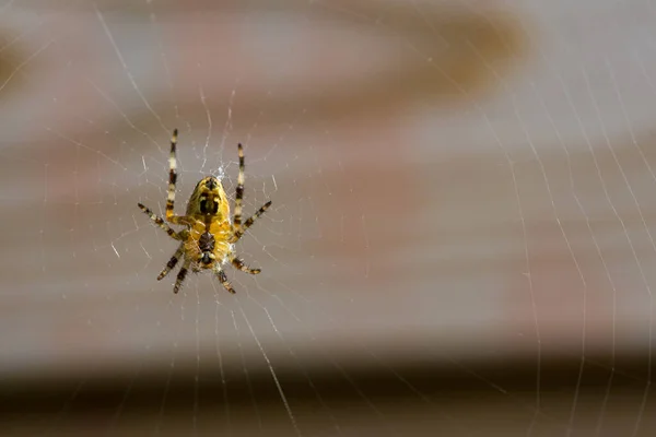 Detailní Záběr Zahradního Pavouka Webu — Stock fotografie