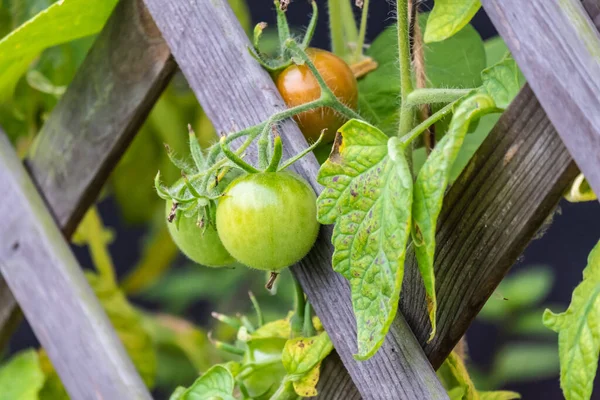 Primer Plano Rama Tomates Verdes —  Fotos de Stock