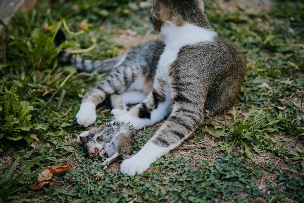 一只带条纹的流浪猫的特写镜头 它带着被猎杀的老鼠躺在草地上 — 图库照片