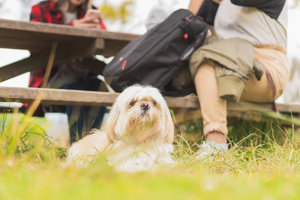 Dos Jóvenes Hispanas Paseando Con Perro Mascota Por Naturaleza —  Fotos de Stock