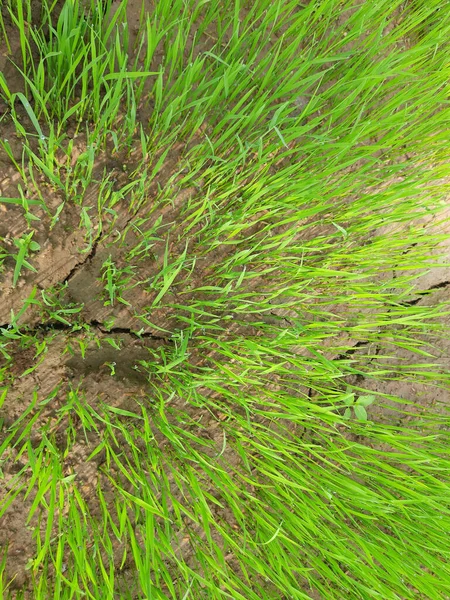 Campo Agrícola Con Plantaciones Arroz Verde —  Fotos de Stock