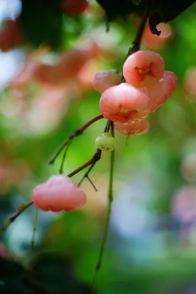 Fruits Non Mûrs Pomme Cire Sur Arbre Dans Fond Flou — Photo