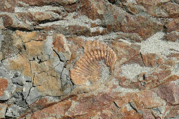 Coquille Fossile Côte Oregon — Photo