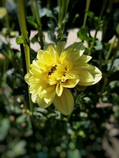 スペインのマドリードの植物園で黄色のダリアの花を咲かせることの選択的な焦点 — ストック写真