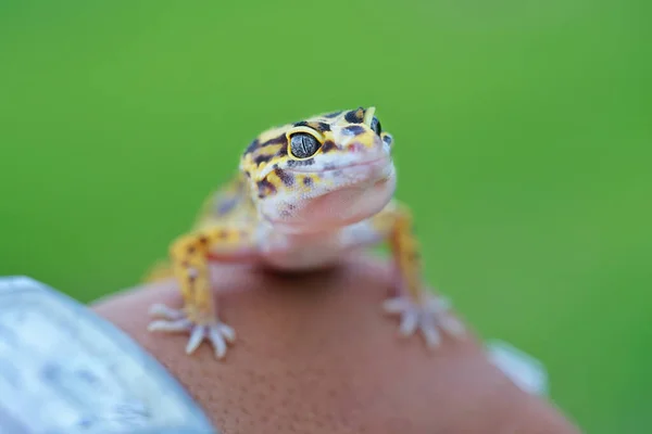 Ein Beäugter Gecko Verschwommenen Grünen Hintergrund — Stockfoto