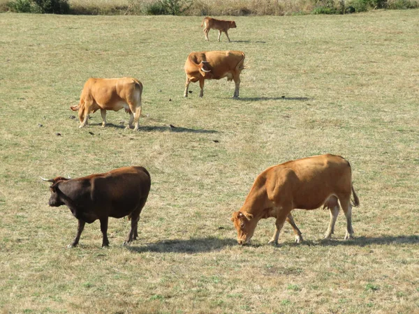 Κοντινό Πλάνο Αγελάδων Που Βόσκουν Στο Πράσινο Χωράφι — Φωτογραφία Αρχείου