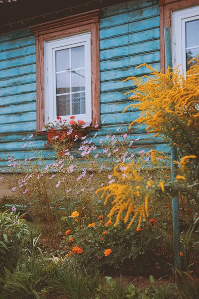 Kırsal Bir Evin Mavi Ahşap Duvarının Yanında Sarı Çiçeklerden Oluşan — Stok fotoğraf