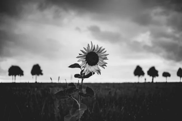 云天下田野里一朵美丽的向日葵的灰白色照片 — 图库照片