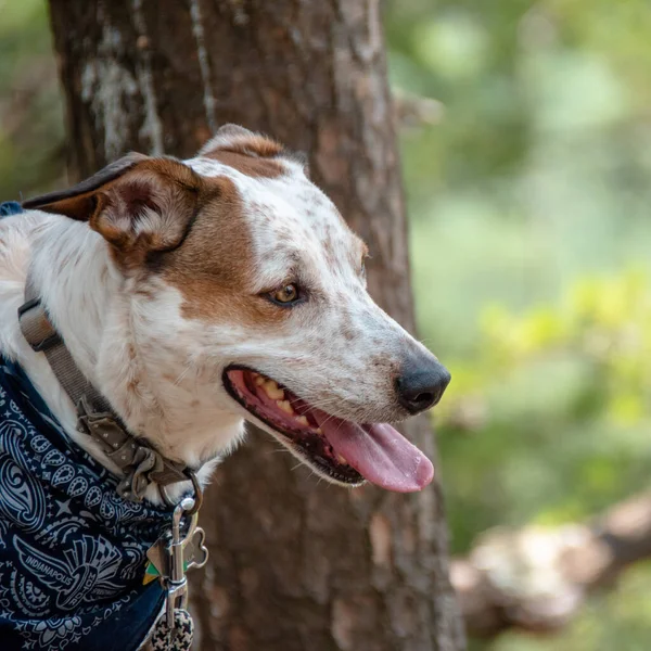 Side View Portrait Beautiful Jack Russell Terrier Hunting Dog Blue — Stock Photo, Image