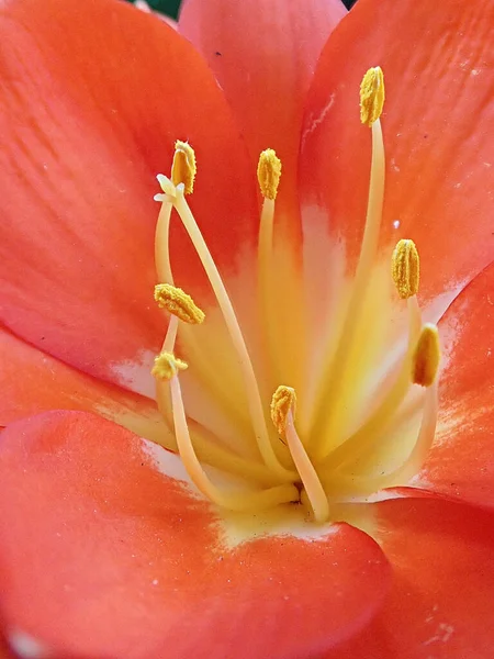 Closeup Beautiful Clivia Flower Garden — 스톡 사진