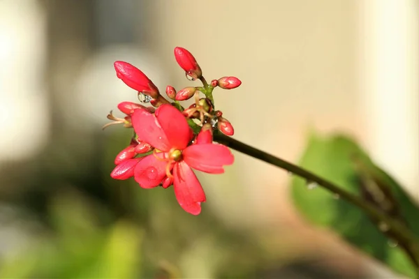 Селективный Снимок Ветви Розовых Цветов Адениума Бутонов Капельками Дождя — стоковое фото