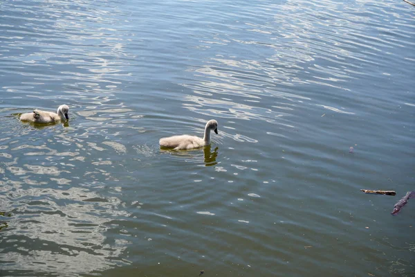 Dois Patos Nadando Lago — Fotografia de Stock