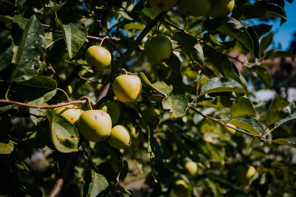 Αναπτυσσόμενα Γλυκά Μήλα Στα Κλαδιά Των Δέντρων Στον Κήπο — Φωτογραφία Αρχείου