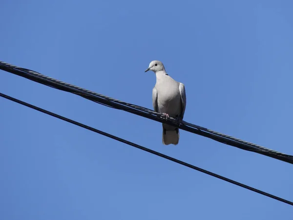 鳩座っています電力線上で青空を背景に — ストック写真