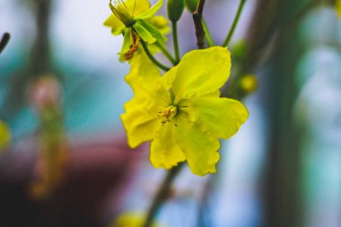 A closeup shot of Alexandrian senna flowers with green leaves on a blurred background clipart