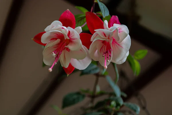 Primer Plano Fucsia Rosa Sobre Fondo Borroso — Foto de Stock